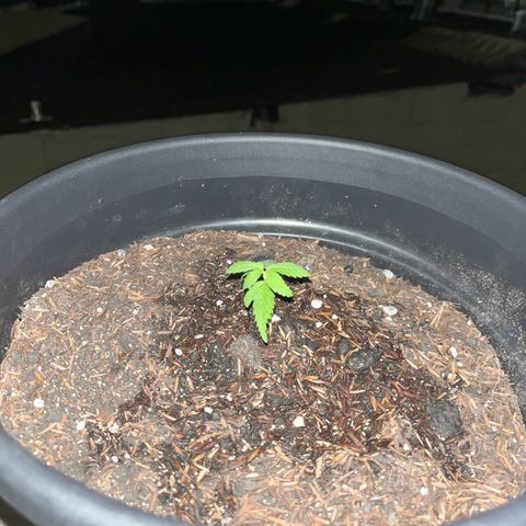 super lemon haze  growlog photo: feita a transferência para a casa definitiva 