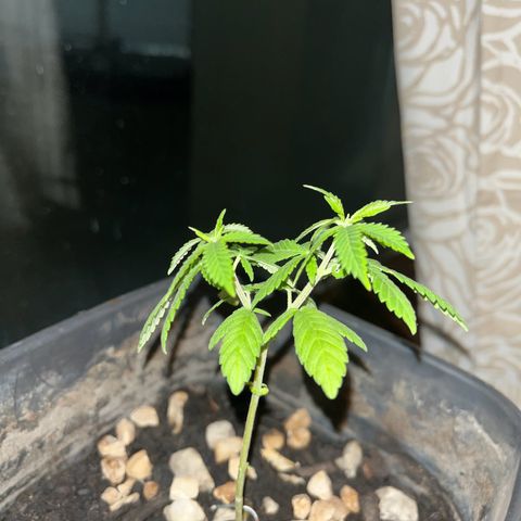 wolf limited premium growlog timeline photo