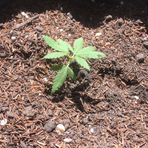 super lemon haze  growlog timeline photo