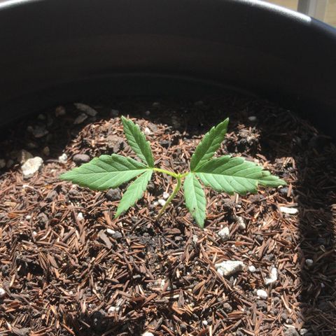 super lemon haze  growlog timeline photo