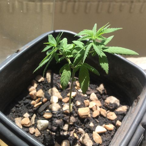 wolf limited premium growlog timeline photo