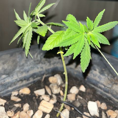 wolf limited premium growlog photo: Moorings