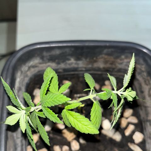 wolf limited premium growlog photo: Moorings