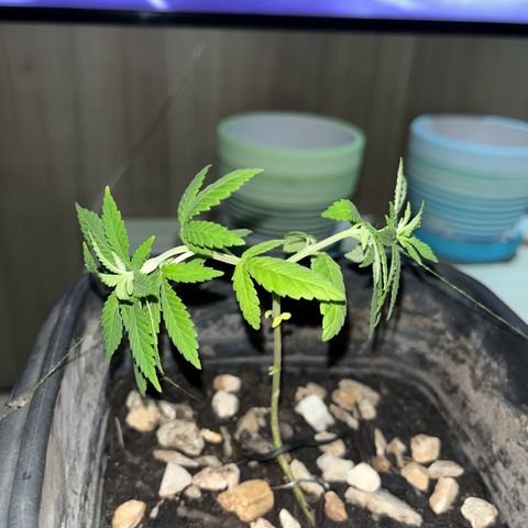 wolf limited premium growlog photo: Moorings