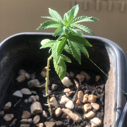 wolf limited premium growlog timeline photo