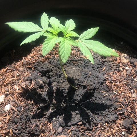 super lemon haze  growlog timeline photo