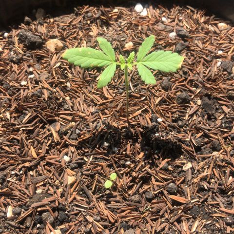 super lemon haze  growlog timeline photo