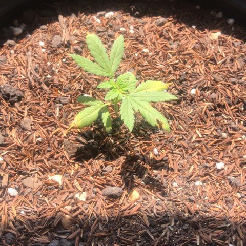super lemon haze  growlog timeline photo