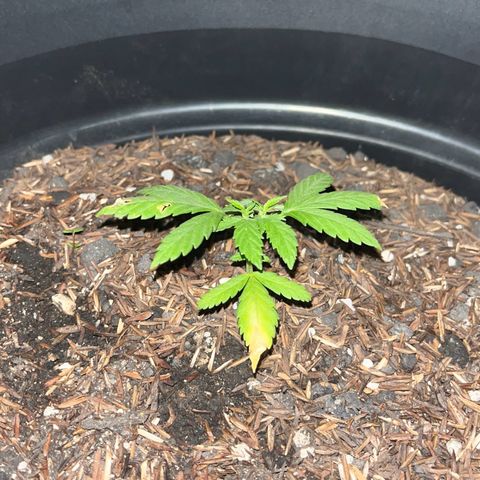 super lemon haze  growlog timeline photo