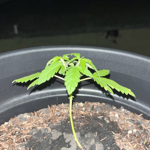 super lemon haze  growlog timeline photo