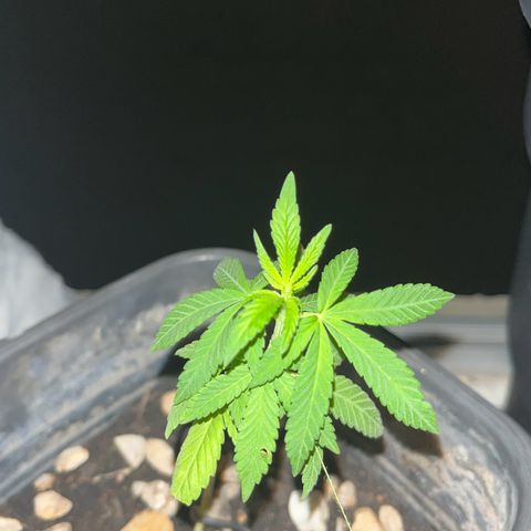 wolf limited premium growlog timeline photo