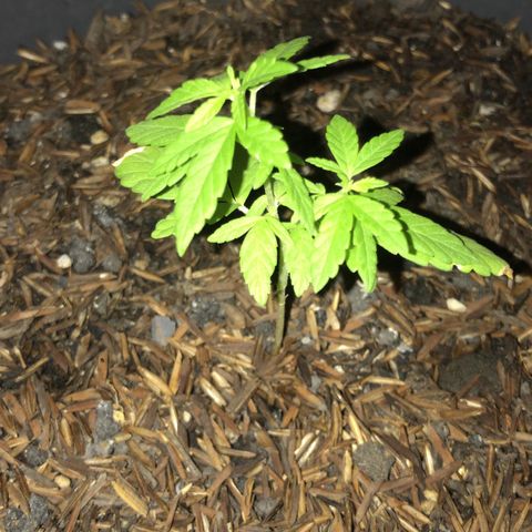 super lemon haze  growlog timeline photo