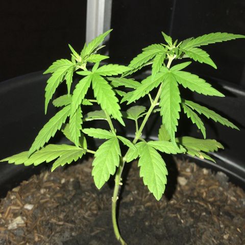super lemon haze  growlog timeline photo