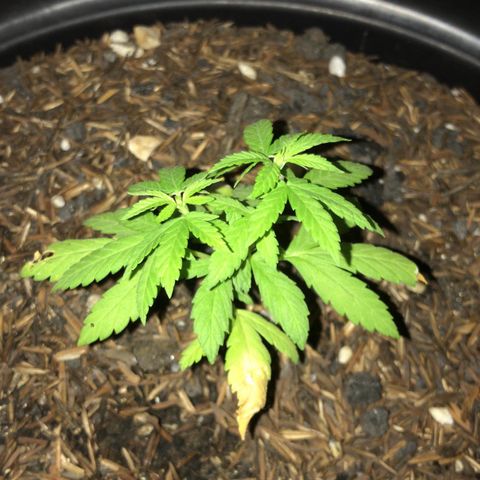 super lemon haze  growlog timeline photo