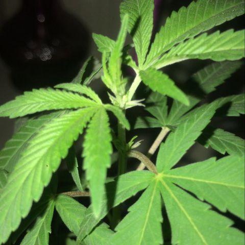 wolf limited premium growlog timeline photo