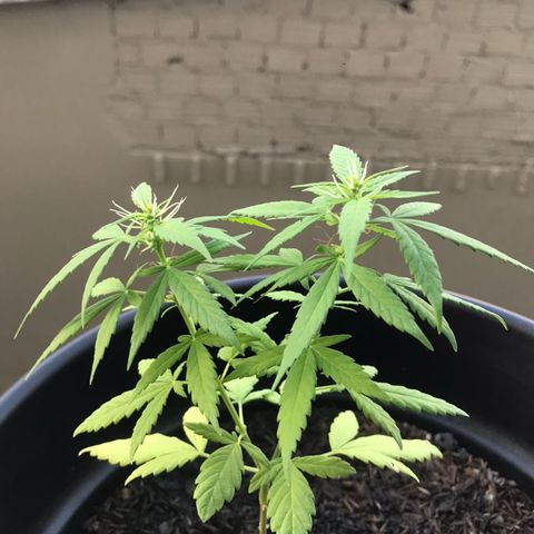 super lemon haze  growlog timeline photo