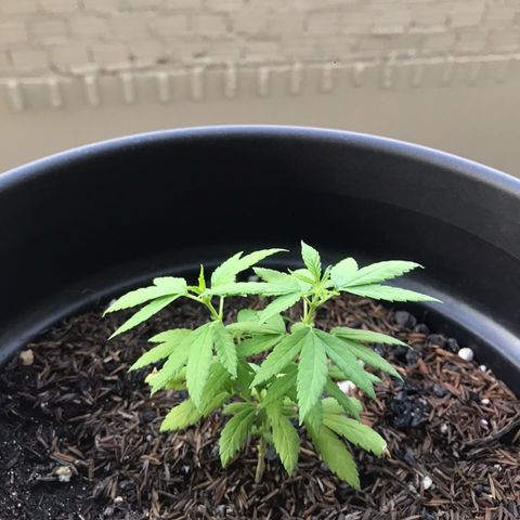 super lemon haze  growlog timeline photo