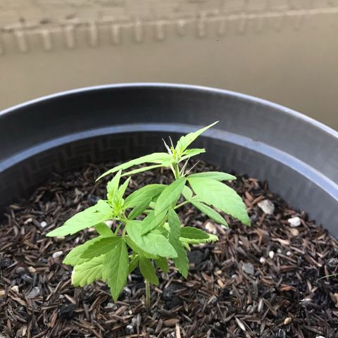super lemon haze  growlog timeline photo