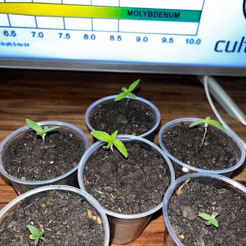 🔥🔥 growlog timeline photo