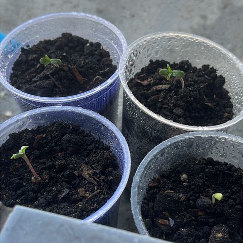 🔥🔥 growlog timeline photo