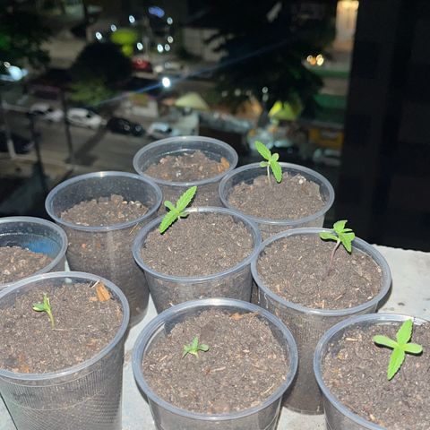 🔥🔥 growlog timeline photo