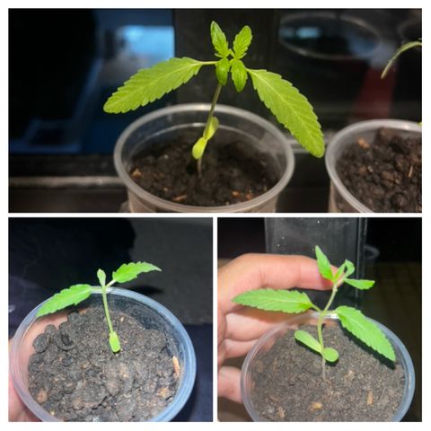 🔥🔥 growlog timeline photo