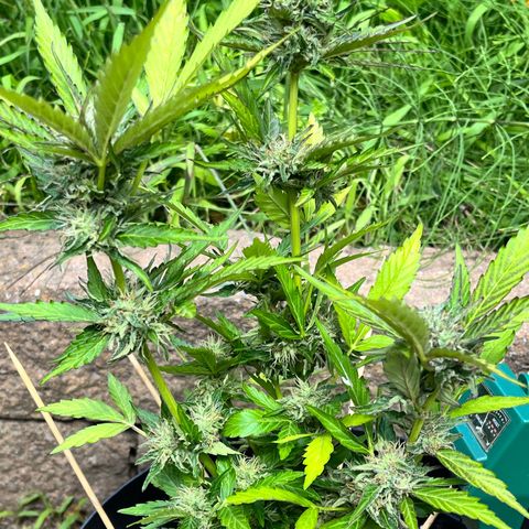 Purple Punch Automatic growlog timeline photo