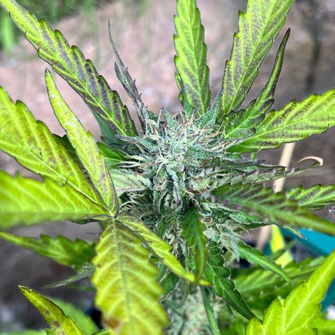 Purple Punch Automatic growlog timeline photo