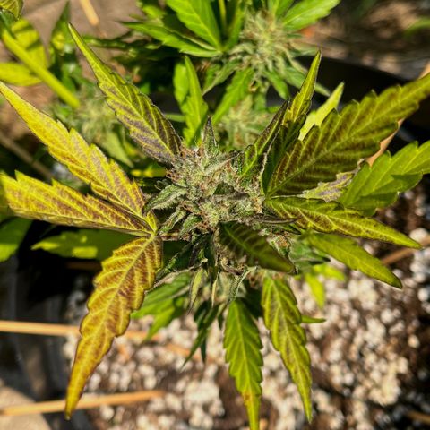 Purple Punch Automatic growlog photo: Ready yet ? Is the 6th week flowering 