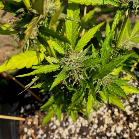 Purple Punch Automatic growlog photo: Ready yet ? Is the 6th week flowering 