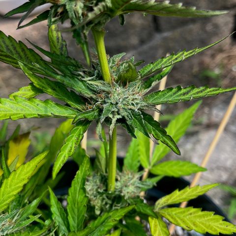 Purple Punch Automatic growlog photo: Ready yet ? Is the 6th week flowering 