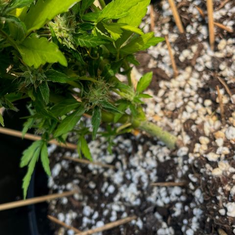 Purple Punch Automatic growlog photo: Ready yet ? Is the 6th week flowering 
