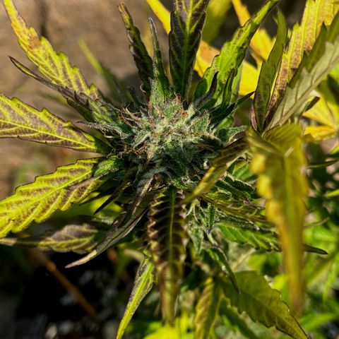 Purple Punch Automatic growlog photo: Ready yet ? Is the 6th week flowering 