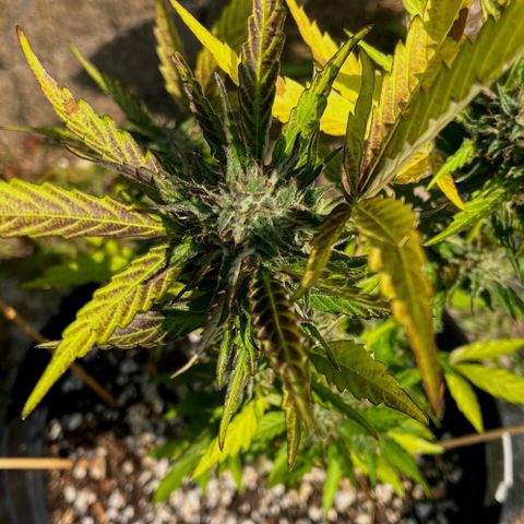 Purple Punch Automatic growlog photo: Ready yet ? Is the 6th week flowering 