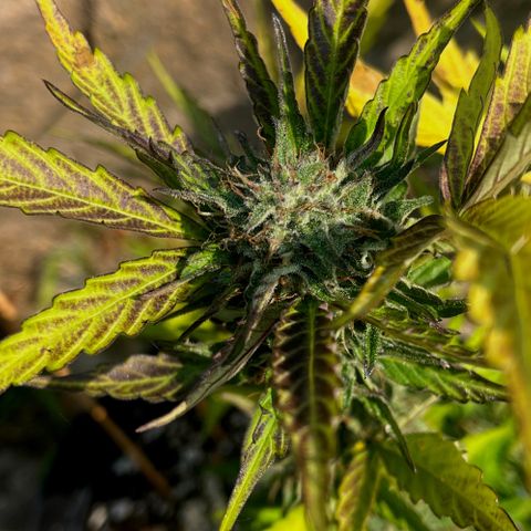 Purple Punch Automatic growlog photo: Ready yet ? Is the 6th week flowering 