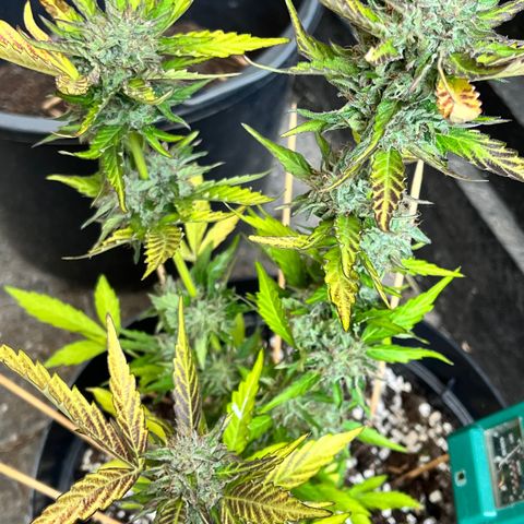 Purple Punch Automatic growlog timeline photo