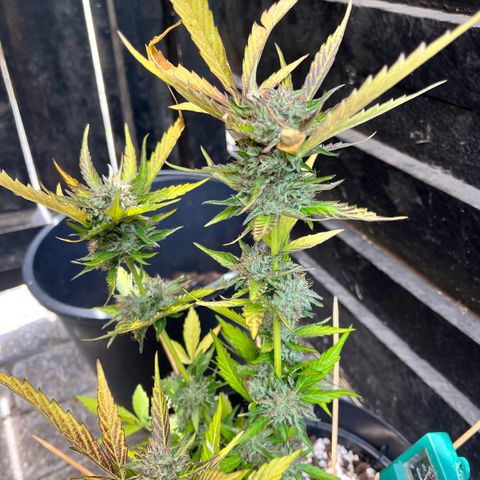 Purple Punch Automatic growlog timeline photo