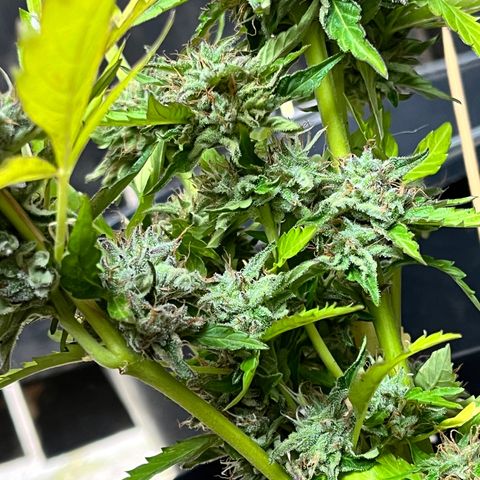Purple Punch Automatic growlog timeline photo