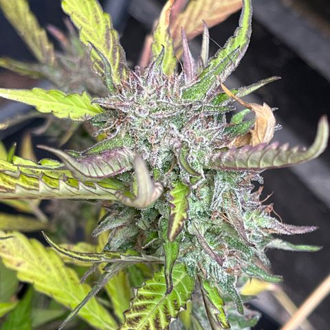 Purple Punch Automatic growlog timeline photo