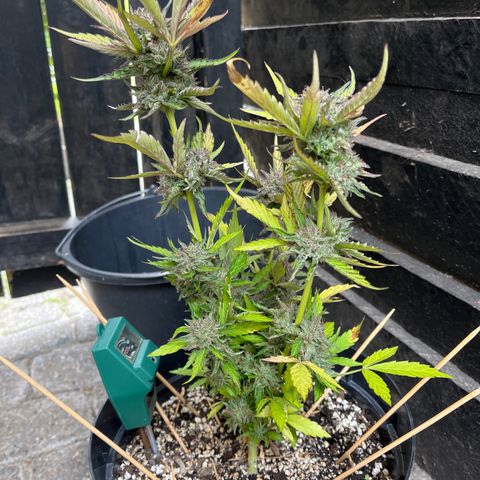 Purple Punch Automatic growlog timeline photo