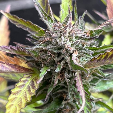 Purple Punch Automatic growlog timeline photo