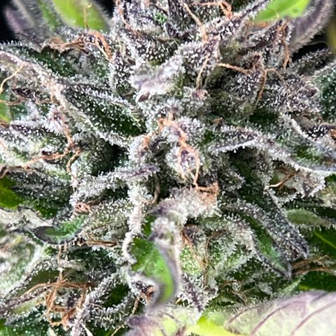 Purple Punch Automatic growlog timeline photo