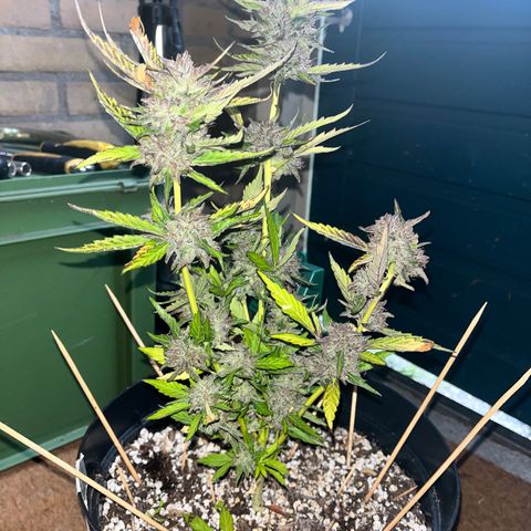Purple Punch Automatic growlog timeline photo