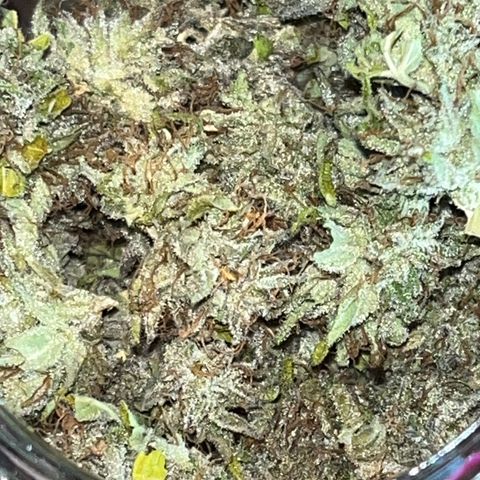 Purple Punch Automatic growlog photo: Dry now to cure 