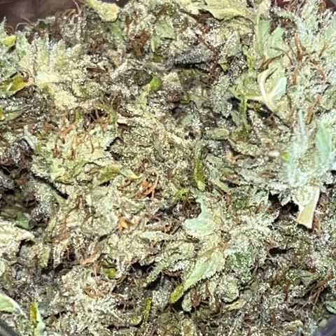 Purple Punch Automatic growlog photo: Dry now to cure 