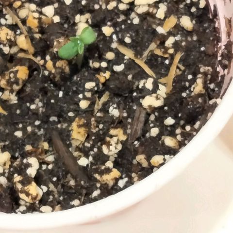 Unknown strain growlog timeline photo
