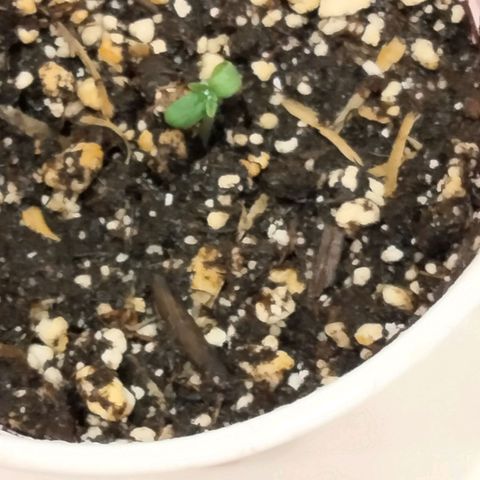 Unknown strain growlog timeline photo
