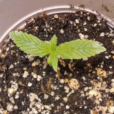 Unknown strain growlog timeline photo