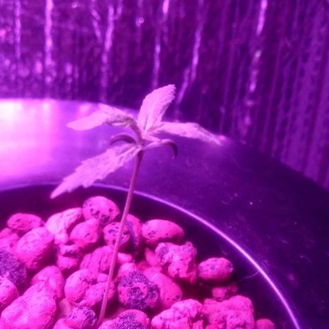 Critical Purple growlog timeline photo