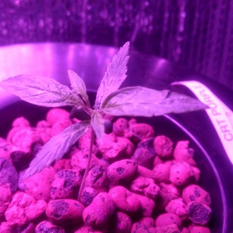 Critical Purple growlog timeline photo